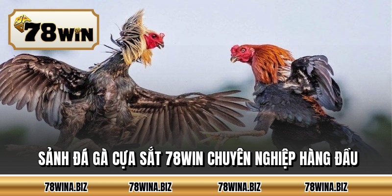 Sảnh đá gà cựa sắt 78WIN chuyên nghiệp hàng đầu